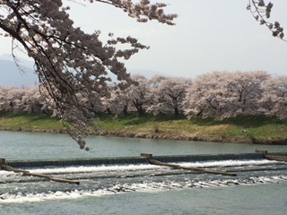 sakura and river