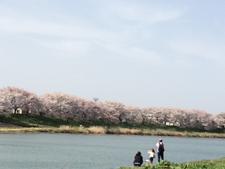 ookawra sakura