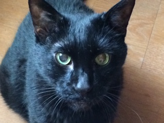 my black cat